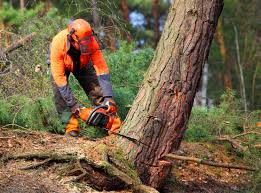 How Our Tree Care Process Works  in  Roseland, LA