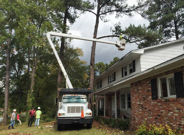 Reliable Roseland, LA Tree Services Solutions