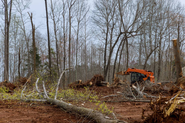  Rosend, LA Tree Services Pros