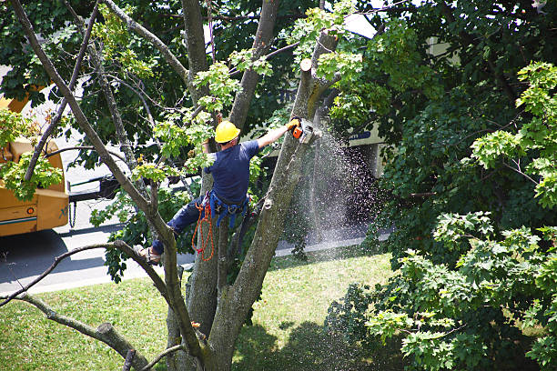 Best Weed Control  in Rosend, LA