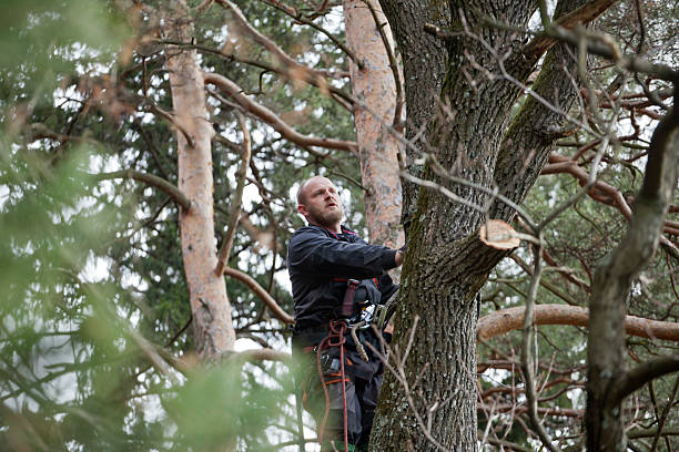 Best Tree Trimming and Pruning  in Rosend, LA