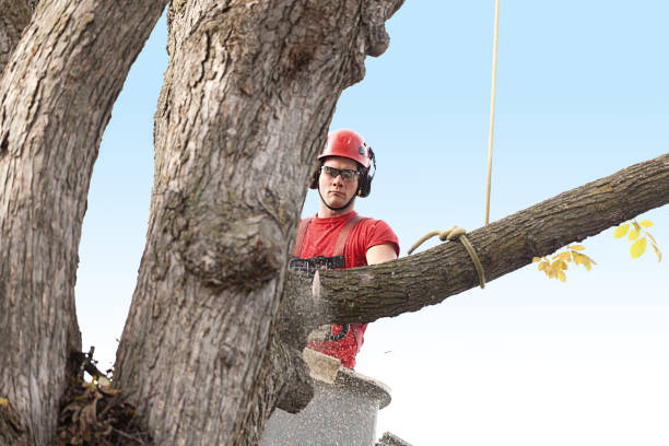 Best Tree Preservation Services  in Rosend, LA